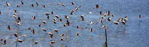 Flamingos Birds India Flock Flying Flocking Water