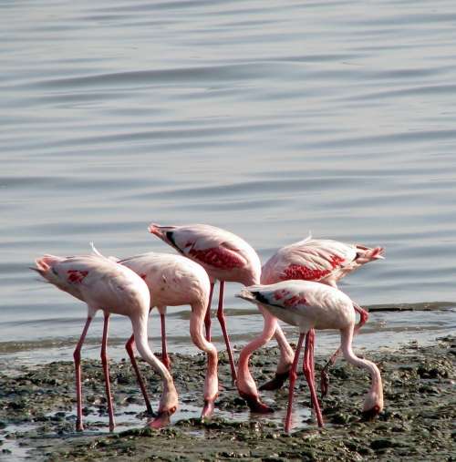 Flamingos Group Birds Pink Eating India Animals