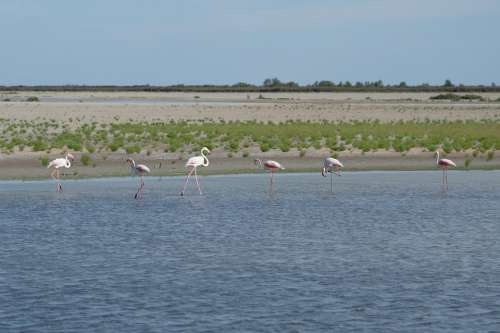 Flamingos Water Camarque France Wildlife Bird