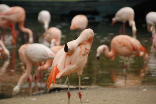 Flamingos Zoo Wildlife Animal Nature Pink