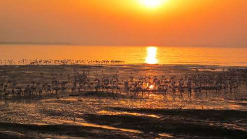 Flamingos Beach Sunrise Landscape Bird Flock