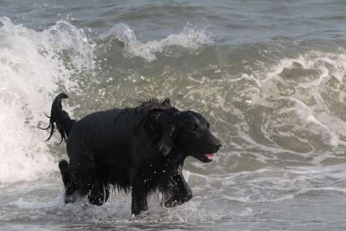 Flatcoated Retriever Water Wave Black Dog