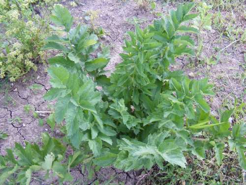 Flavor Garden Green Leaves Levisticum Lovage