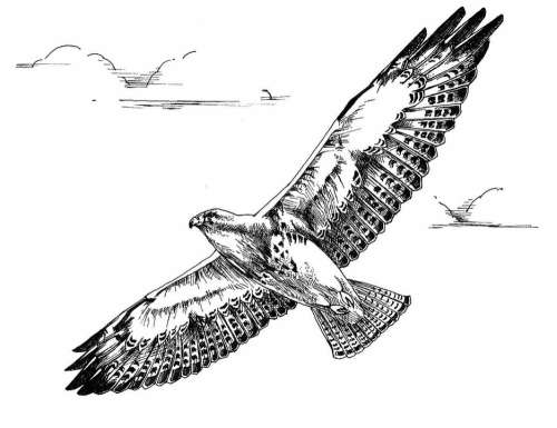 Flight Bird Hawk Swainson Drawing White Black