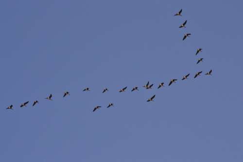 Flock Ducks Formation Flying Animal Sky Birds