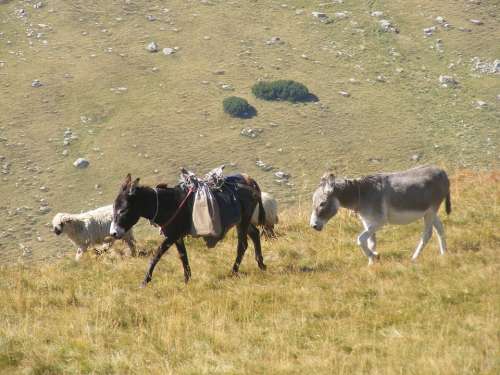 Flock Grazing Lambs Mountain Romania Sheep
