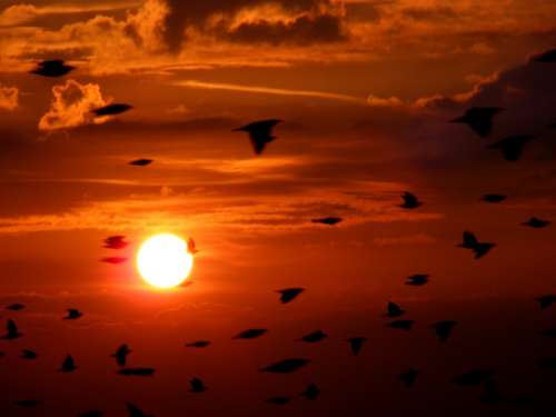 Flock Birds Birds Flying Sky Cloud Sunset East