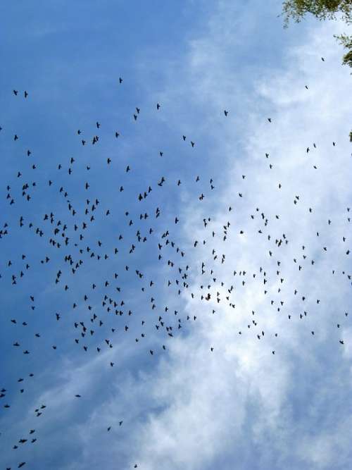 Flock Of Birds Sky Birds Blue Freedom Flying Air