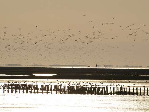 Flock Of Birds Wadden Sea Evening Sky Night'S Sleep