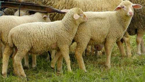 Flock Of Sheep Sheep Wool Animal Head Fur Soft