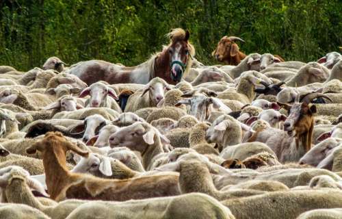 Flock Of Sheep Nature Pasture Agriculture