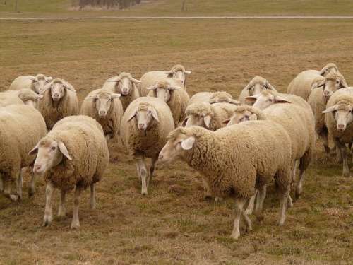 Flock Of Sheep Sheep Flock Herd Animal Pasture