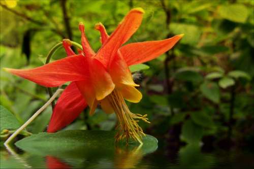 Flooded Sitka Columbine Wild Flower Flower Plant