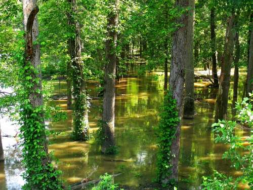 Flooded Forest Flood Trees Green Tree Trunks