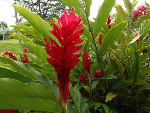 Flora Stem Red Green Flower El Salvador Leaves