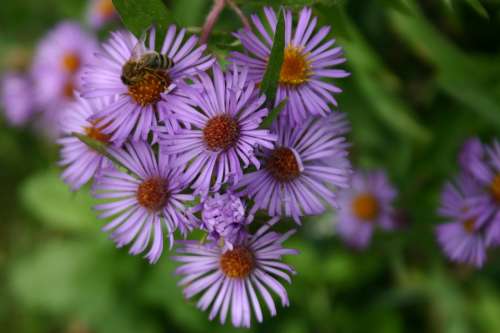 Floral Flowers Purple Nature Blooms Close-Up