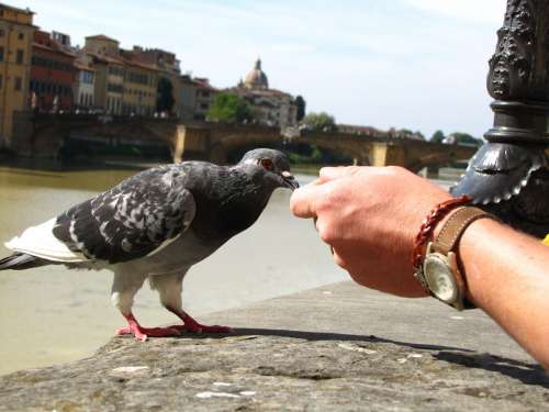 Florence Pigeon Feeding