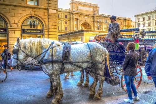 Florence Italy Horses Horse And Cart Animal