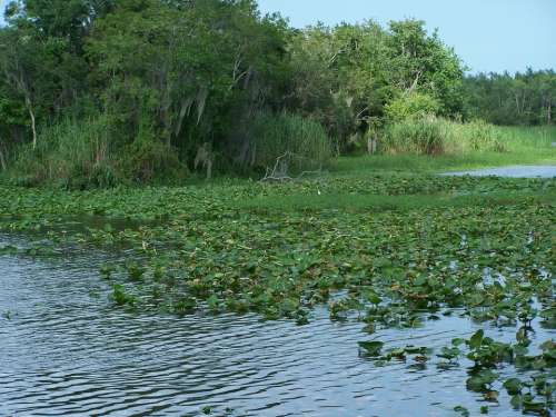 Florida Nature Outside River Water Shoreline