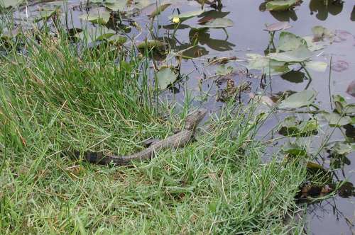 Florida Alligator Swamp Reptile Gator Water