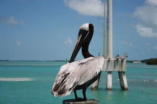 Florida Key West Pelican Nature Water Sea Birds