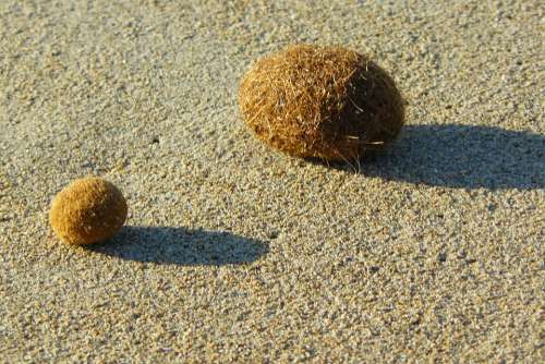 Flotsam Sea Grass Balls Sand Beach Dry Sun Hot