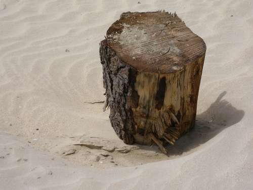 Flotsam Jetsam Beach Sand Drift Wood Texture Wind