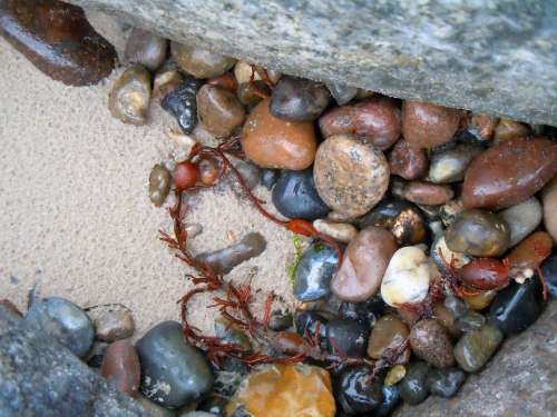 Flotsam Stones Beach Finds Pebble Plump Round