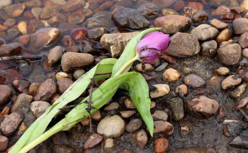 Flotsam And Jetsam Treibsel Schwemmsel Flower Tulip