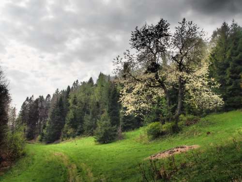 Flourishing Tree Mountains Landscape Meadow View