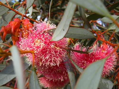 Blossom Bloom Eucalyptus Pink
