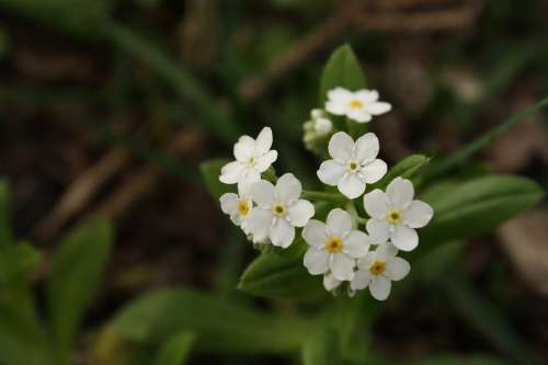 Flower White Small White Flower Flowers Weed