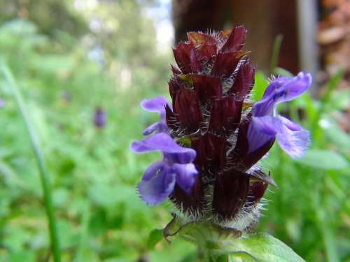 Blossom Bloom Purple Macro Nature Flower Plant