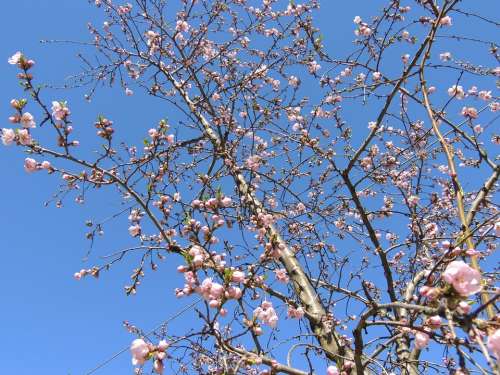 Blossom Bloom Pink Sky Blue Spring Bloom Branch