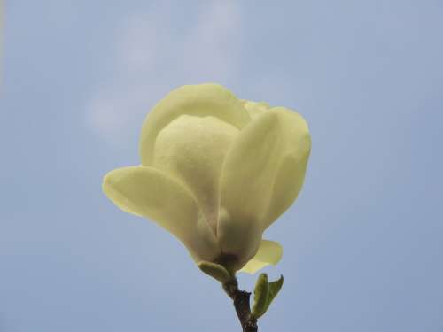 Flower White Blossom Bloom Sky Plant Nature