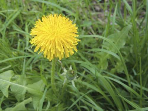 Blossom Bloom Yellow Dandelion Plant Grass Meadow