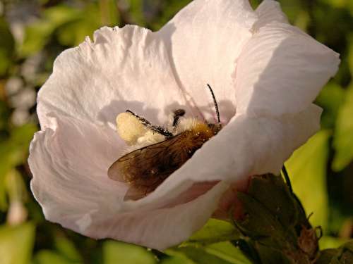 Flower Pollen Hibiscus Bee Insect White Sunset