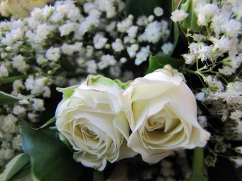 Flower Rose Green White