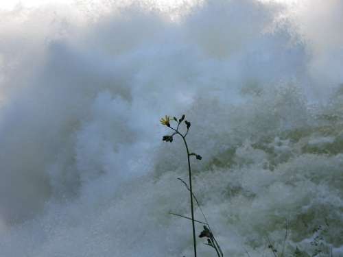Flower Water Power Awesome Waves Current River