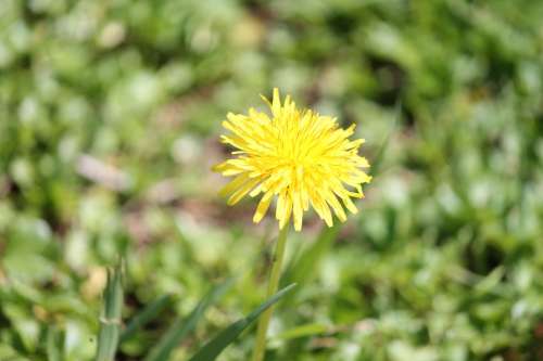 Flower Yellow Prato Green Summer Spring