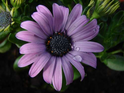 Flower Purple Flowers Summer Flowers Nature Plant