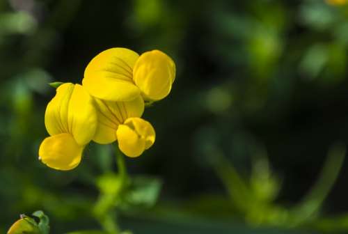 Flower Yellow Macro Wildflower Nature