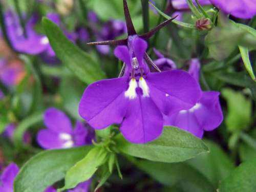 Flower Purple Flower Nature