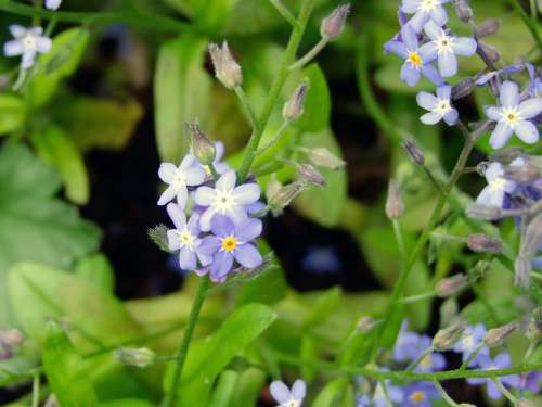 Flower Blue Forget Me Not Nature