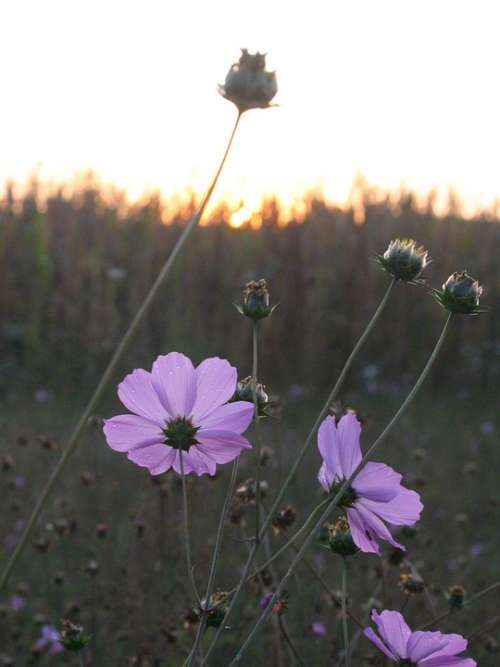 Flower Dawn Awakening Violet Field