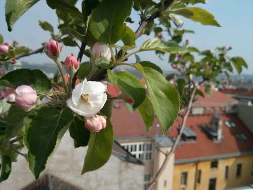 Flower Bloom Blooming Flowers Blooms Tree