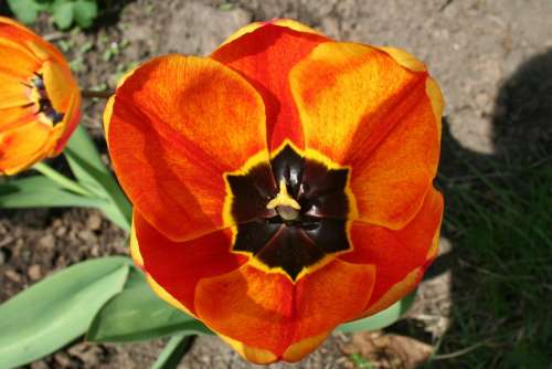 Flower Tulip Blossom Bloom