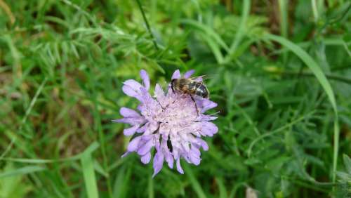 Flower Bee Insects