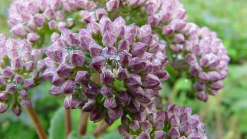 Flower Macro Nature