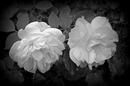 Flower Roses Black And White